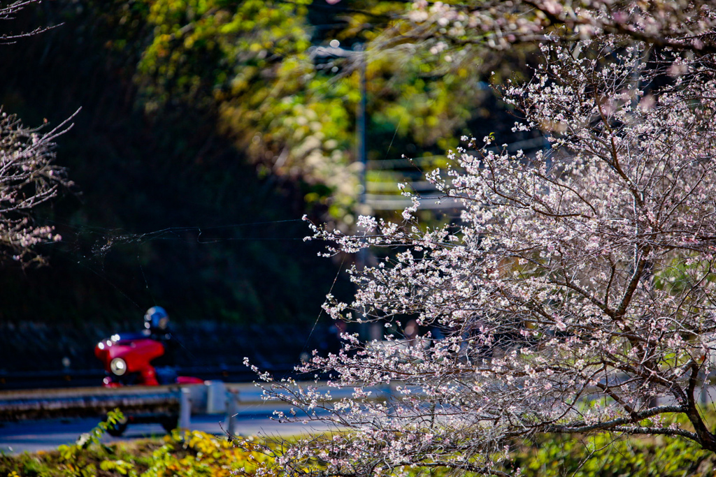 秋晴れに四季桜とツーリング
