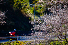 秋晴れに四季桜とツーリング