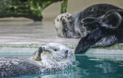 ラッコ　鳥羽水族館①