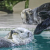 ラッコ　鳥羽水族館①