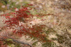 四季桜と紅葉⑫