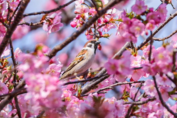 河津桜とすずめ