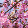 河津桜とすずめ