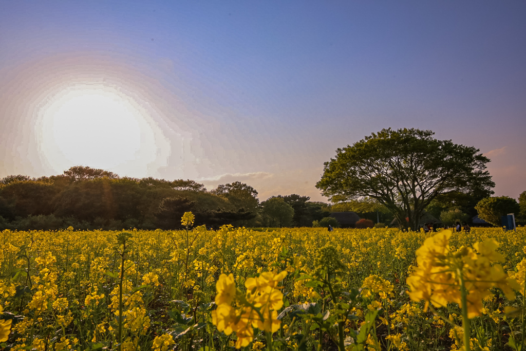 菜の花畑　ひたち海浜公園