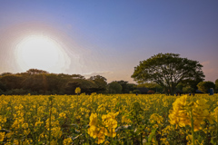 菜の花畑　ひたち海浜公園