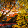 香嵐渓　紅葉狩り③