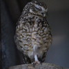 掛川花鳥園　アナホリフクロウ　裏