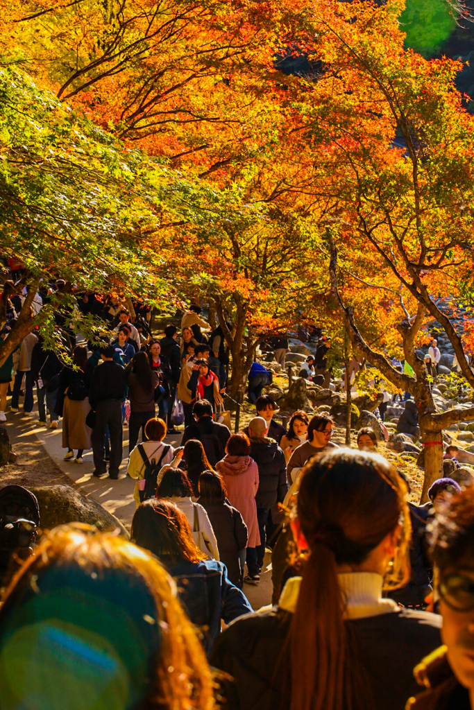 香嵐渓　紅葉狩り⑫