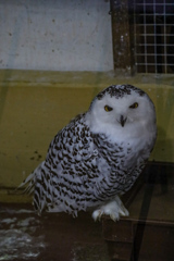掛川花鳥園　シロフクロウ　表