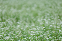 そばの花⑤