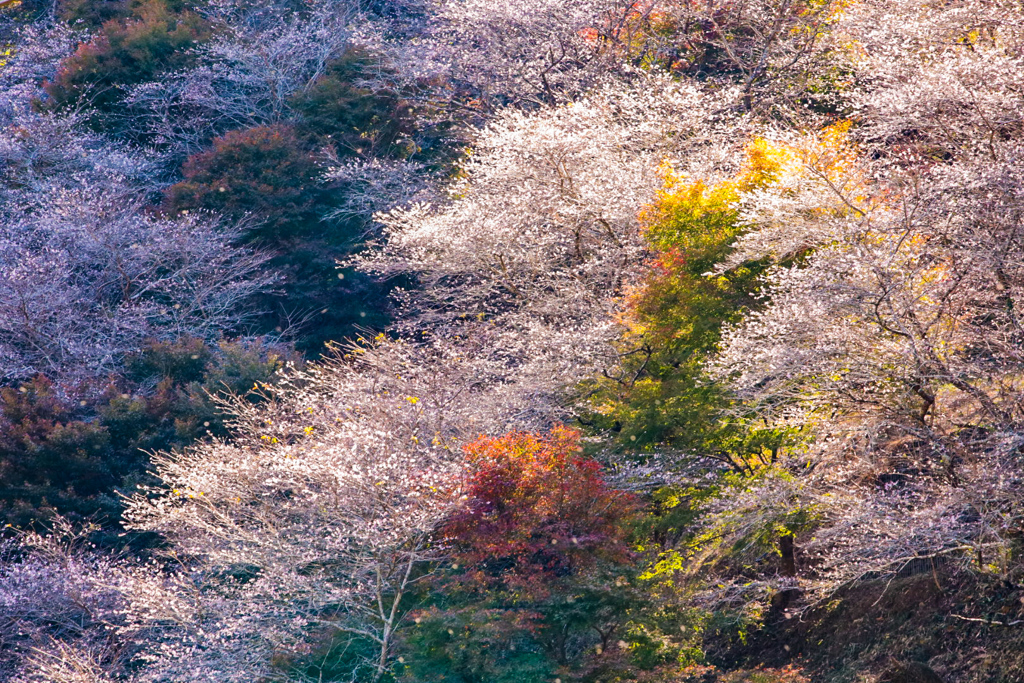 桜と紅葉①