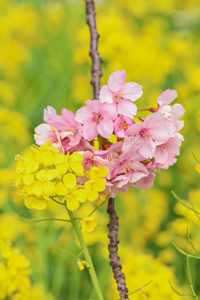 河津桜と菜の花②
