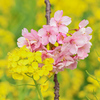 河津桜と菜の花②