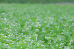 そばの花③