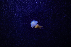 遊泳する海月