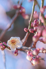 梅の花⑦