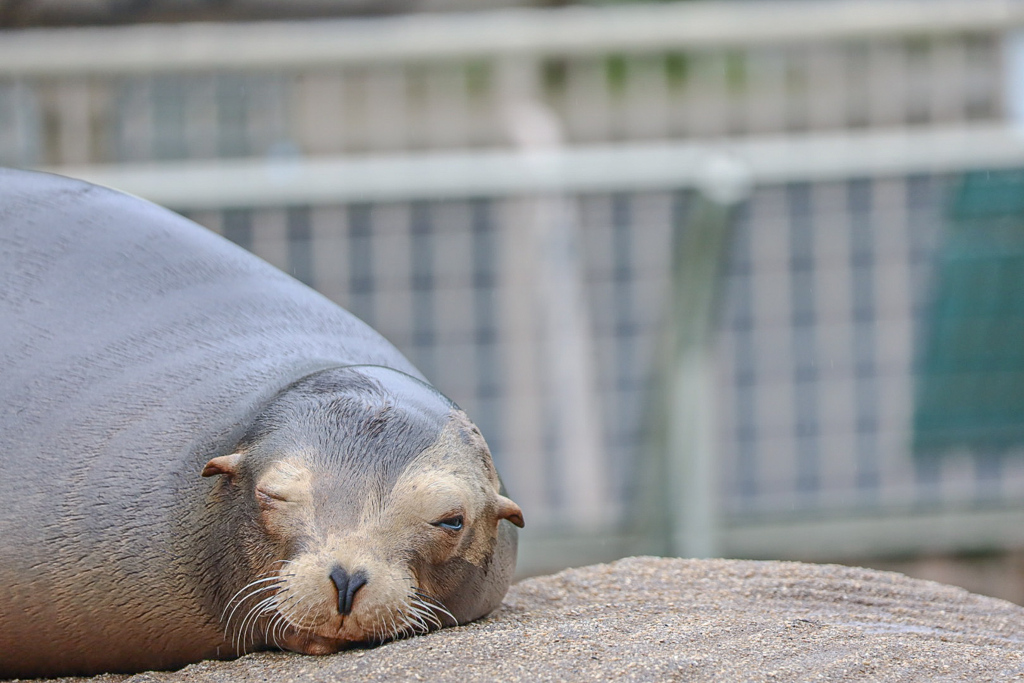 アシカ　東山動植物園②