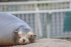 アシカ　東山動植物園②