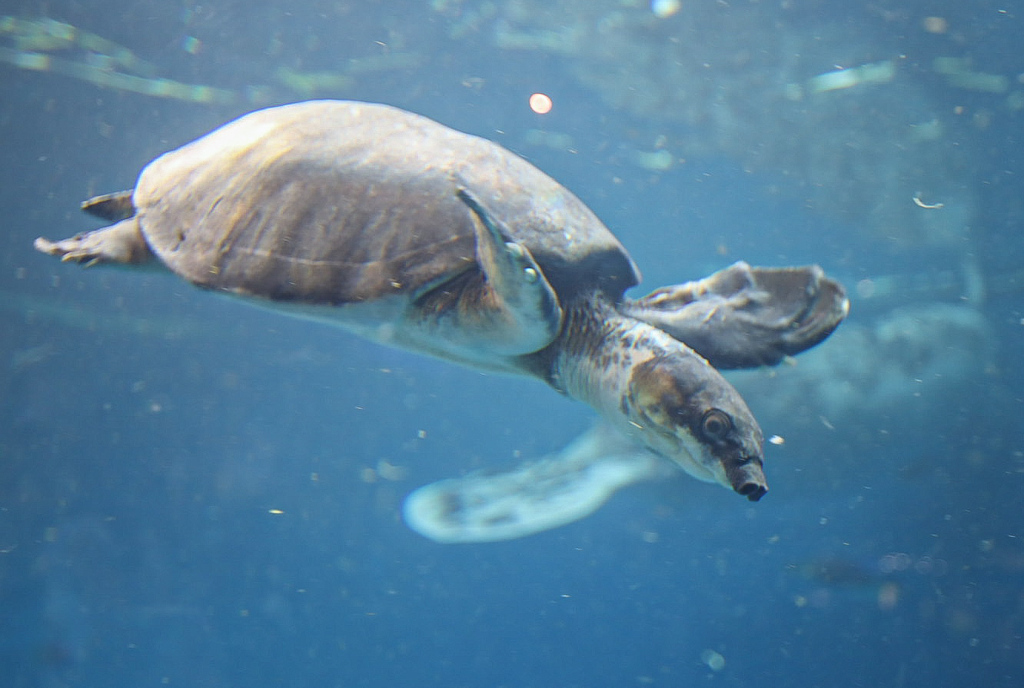スッポン…モドキ？　鳥羽水族館①