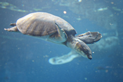スッポン…モドキ？　鳥羽水族館①