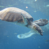 スッポン…モドキ？　鳥羽水族館①