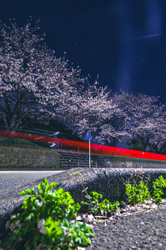 夜桜ビーム①