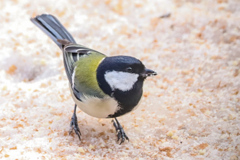 シジュウカラ⑤