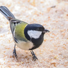 シジュウカラ⑤