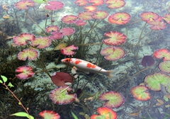 モネの池