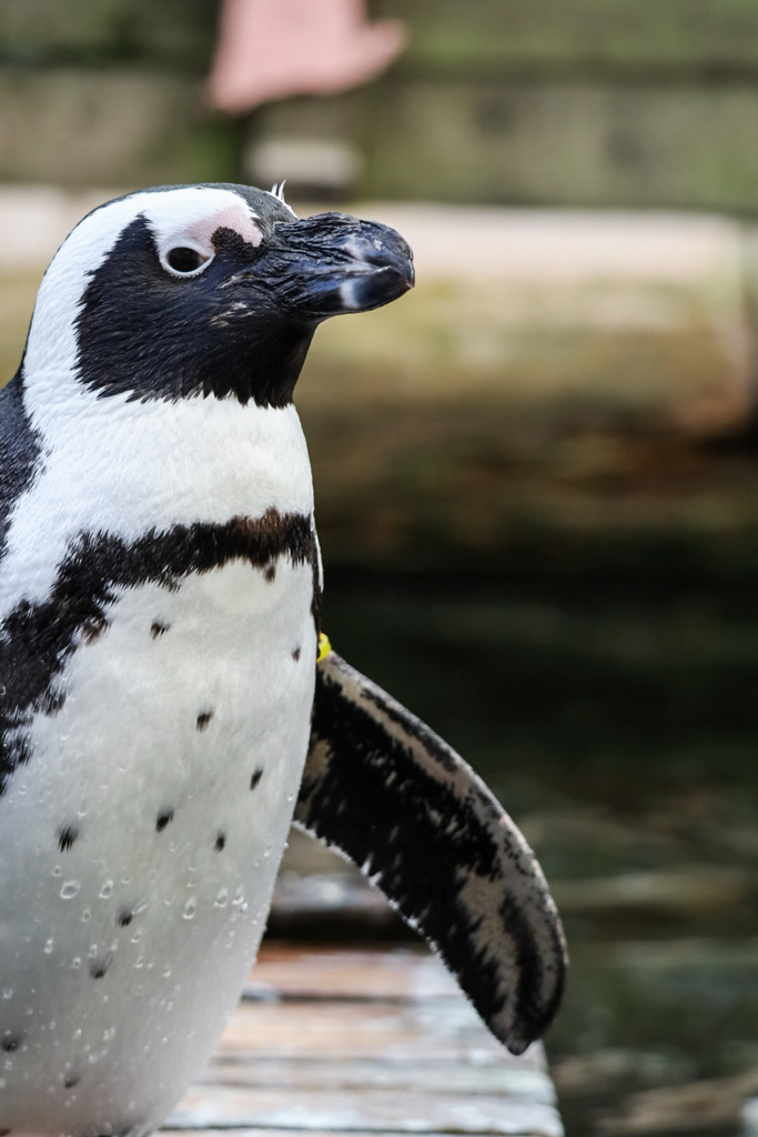 ケープペンギン