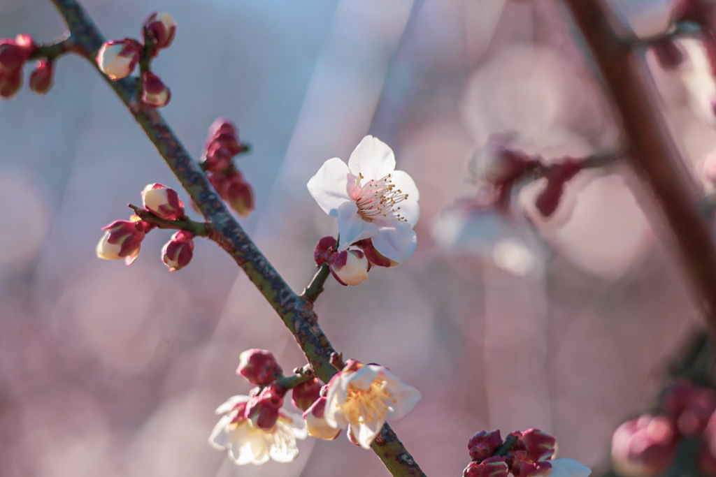 梅の花②
