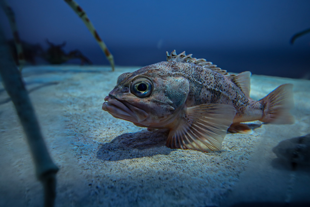 カサゴ　鳥羽水族館
