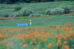 キバナコスモス　アルプスあづみの公園②