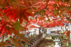 もみじと寺