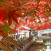 もみじと寺