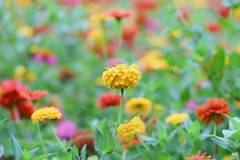 百日草の花畑