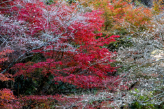 四季桜と紅葉⑩