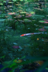 モネの池