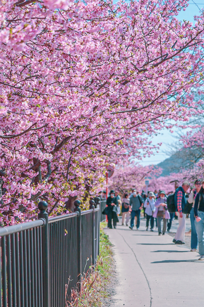 河津桜⑤