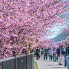 河津桜⑤