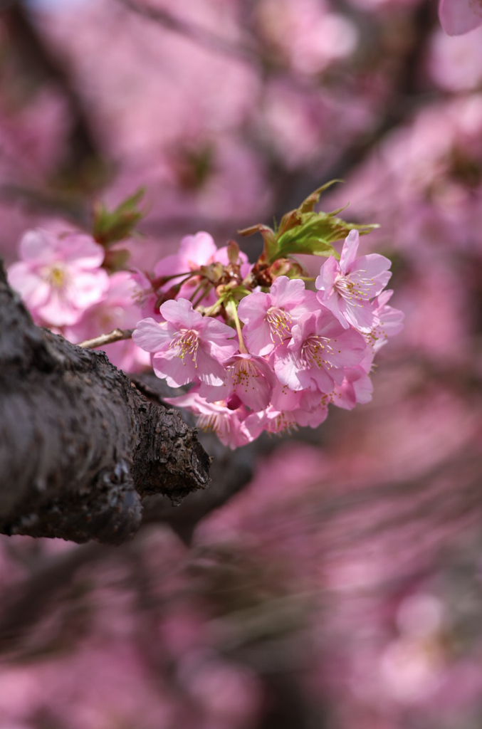 河津桜③