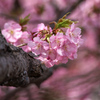 河津桜③