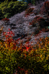 四季桜と紅葉④