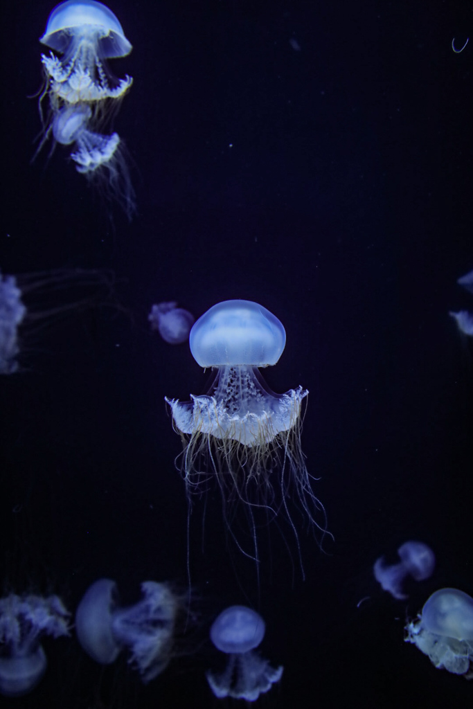 水中を浮遊する海月③
