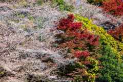 赤黄緑に白い花