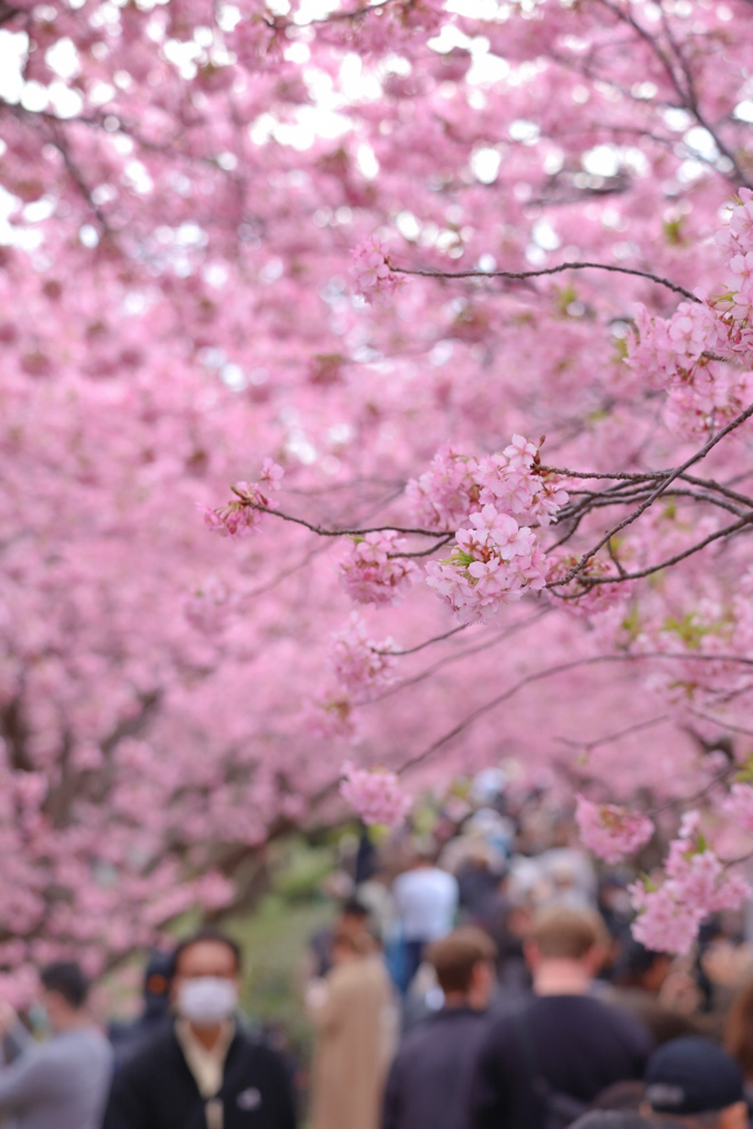 河津桜⑥