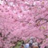 河津桜⑥