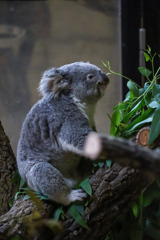 コアラ　東山動植物園③