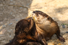 カワウソ①