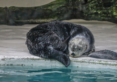 ラッコ　鳥羽水族館④